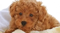 Зустрічайте породи собак лабрадудл